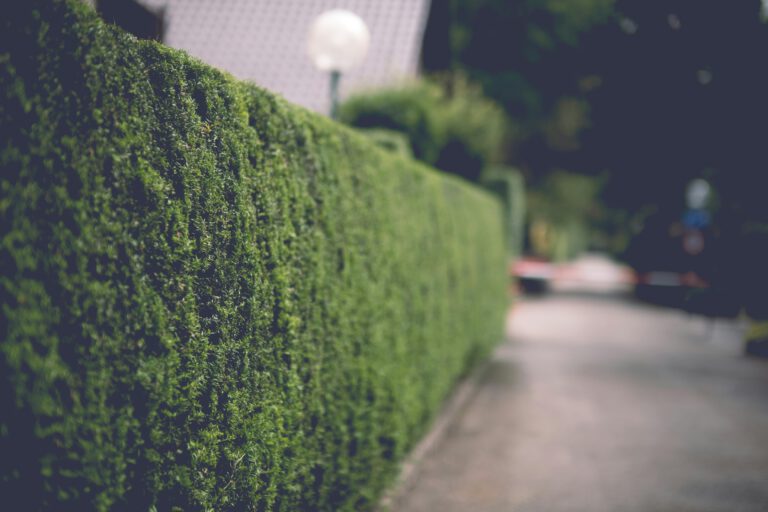 A serene alley lined with lush green hedges and a street lamp, perfect for a peaceful walk.