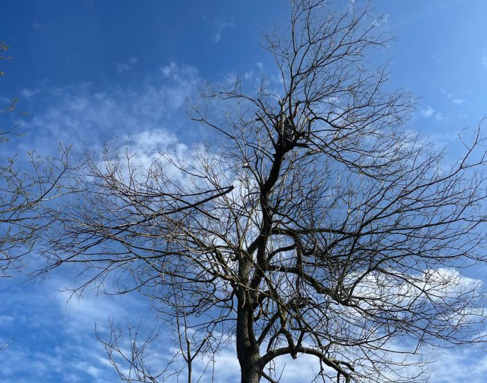 4435a6c9-4971-46ae-8454-f49f3d589e30