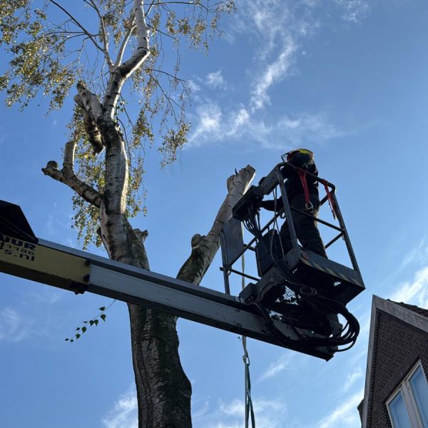 c6809c65-f7cf-4525-a9b8-3870f3aa7891