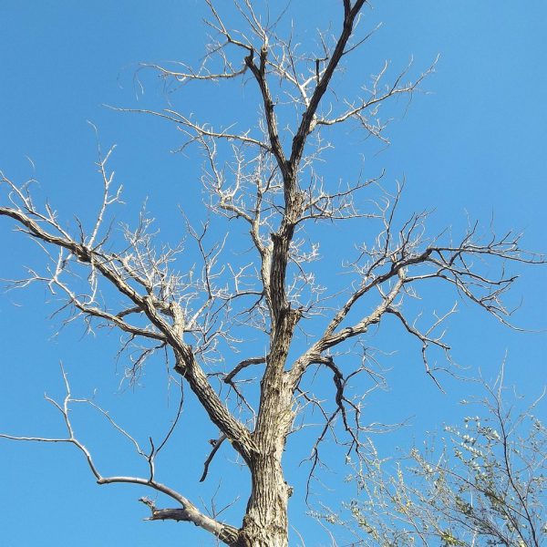 tree, branch, plant, nature, outside, dead, dead tree, dead tree, dead tree, dead tree, dead tree, dead tree